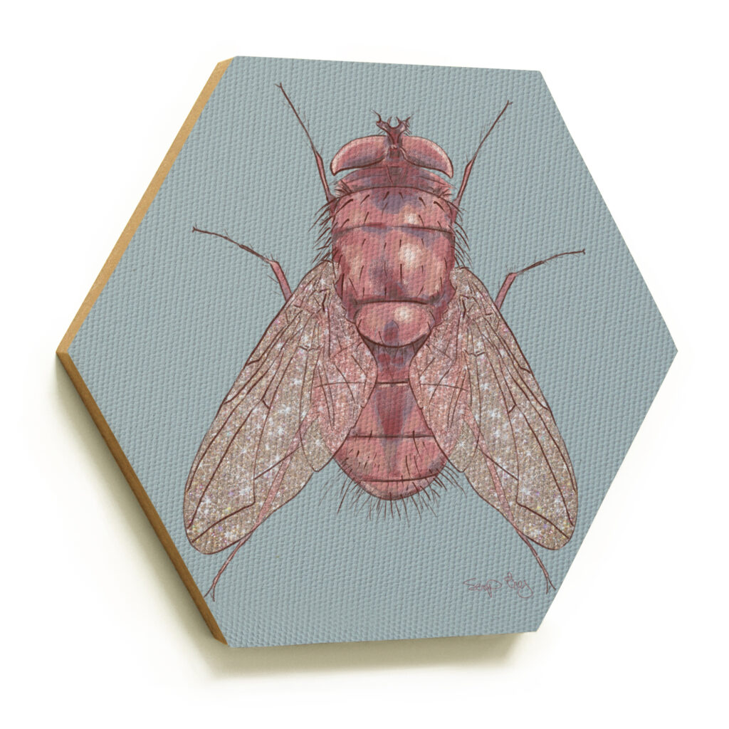 DIPTERA | Hegxie
